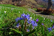 27 Scilla silvestre (Scilla bifolia)